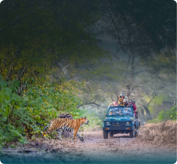 In India, Tigers Rule