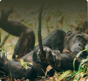 The Legendary Pangolin